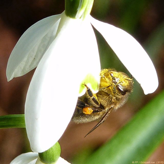 Abeille en pleine orgie de pollen de perce-neige