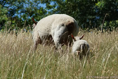 Brebis et son agneau en fuite