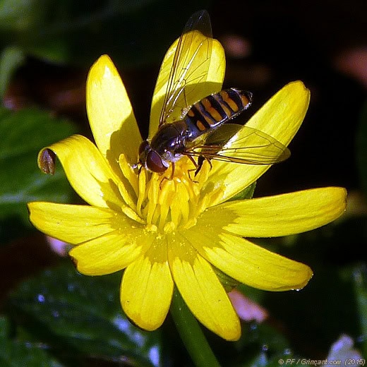 Butinage du 27/02/2015 – Ni abeille, ni perce-neige