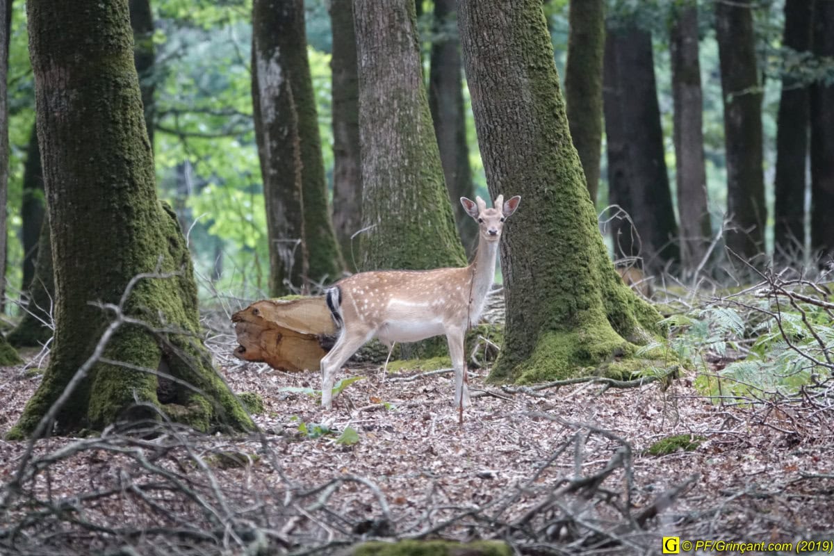 Cervidés en forêt (20190731)