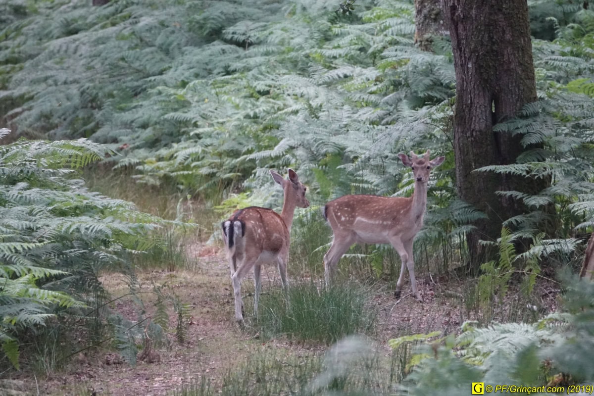 Cervidés en forêt (20190731)