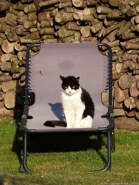 Chat d'écluse au repos