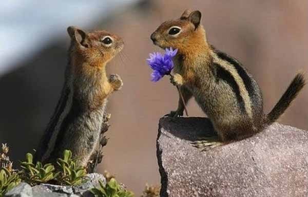 Chipmunk Love