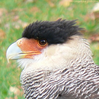 Rapace Espace Rambouillet