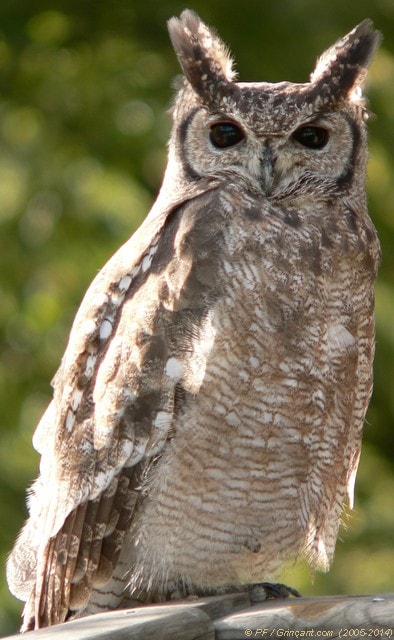 Hibou à l'Espace Rambouillet (2005)