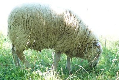 Mouton-Bélier se remet à brouter