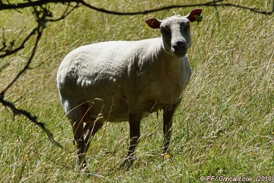 Dame mouton, une vraie, pas humaine