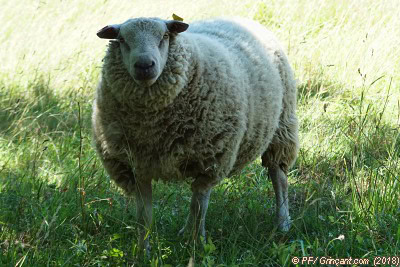 Monsieur mouton, un vrai, pas humain