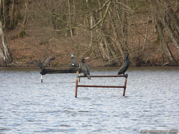 Quatre cormorans sur un étang de Bretagne, en pleine forêt