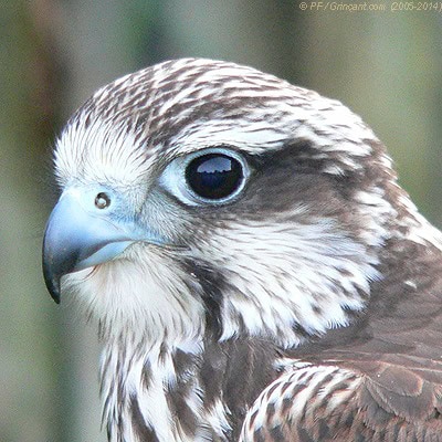 Rapace, Espace Rambouillet