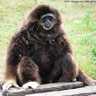 Vite, que ce singe remplace Manuel Valls !