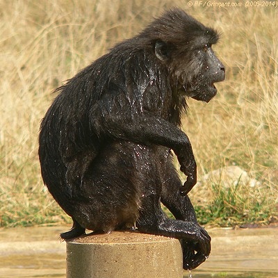 Vite, que ce singe remplace Hollande !