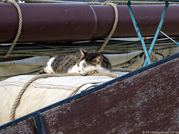 Vieux chat pénichard