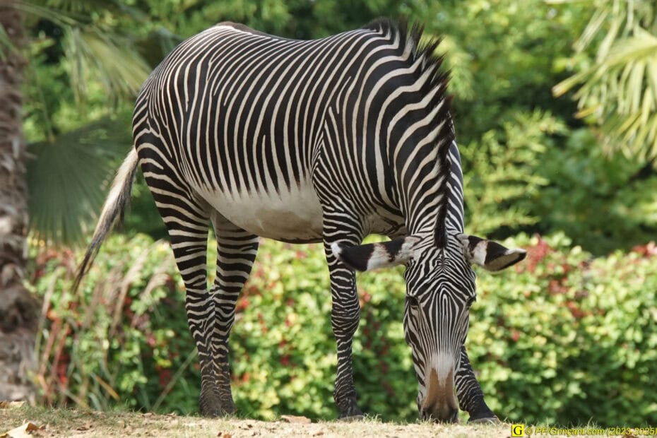 Un zèbre à haut potentiel à Beauval